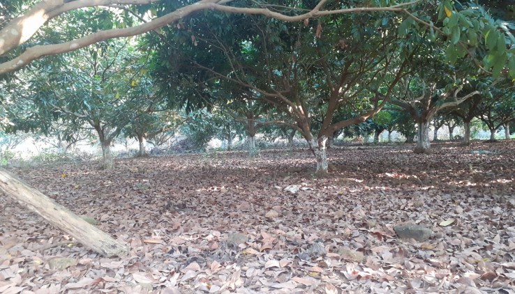 Bán đất Lương Sơn Hòa Bình, 5000m2 thổ cư siêu bằng phẳng, trồng nhiều cây ăn trái