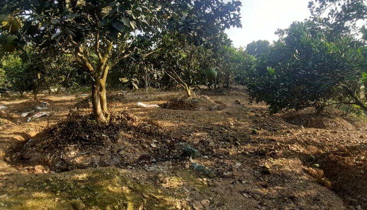 Bán đất Lương Sơn Hòa Bình, 5000m2 thổ cư siêu bằng phẳng, trồng nhiều cây ăn trái