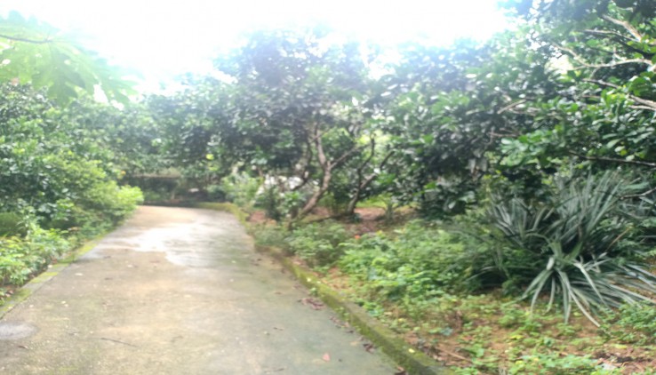 Cần bán căn biệt thự rộng 4100m2 tại Lương Sơn, Hòa Bình đường vào to rộng, có ao, vườn cây ăn quả