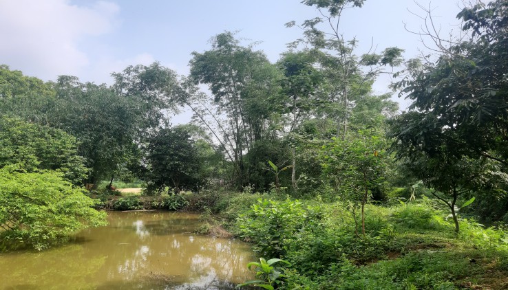 BÁN ĐẤT LƯƠNG SƠN 3000M VIEW ĐỒNG, CÓ NHÀ CÓ AO GẦN NHIỀU HOMESTAY GIÁ CHƯA ĐẾN 2 TỶ