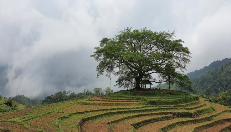 Bán đất Cao Phong 4ha view ruộng bậc thang trong truyền thuyết