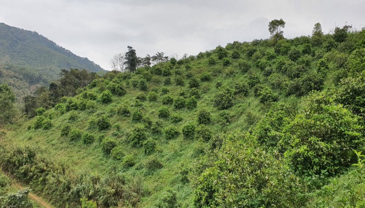 Bán đất Cao Phong 4ha view ruộng bậc thang trong truyền thuyết