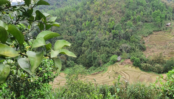 Bán đất Cao Phong 4ha view ruộng bậc thang trong truyền thuyết