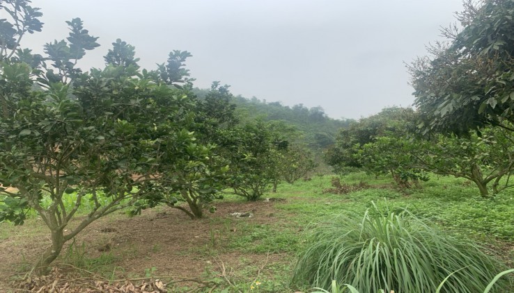 Bán đất 8700m2 tại Trường Sơn- Lương Sơn, có suối, nhà, vườn cây ăn quả