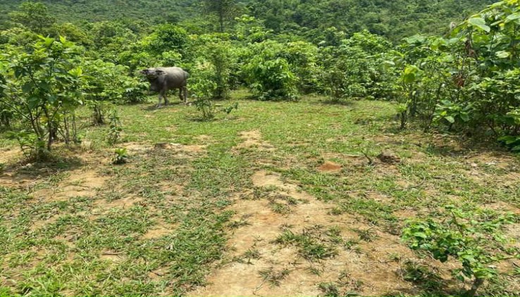 Bán đất trang trại tại Kim Bôi, 40ha, đất thoải, trồng 16ha trồng cam