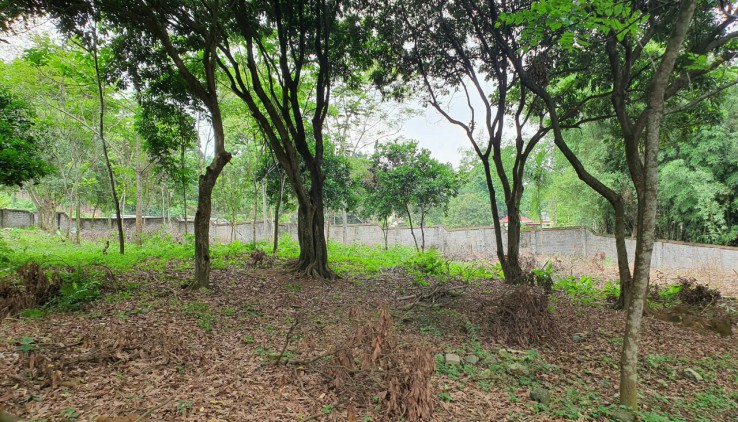 Cần bán 2900m2 đất thổ cư tại Cư Yên - Lương Sơn .