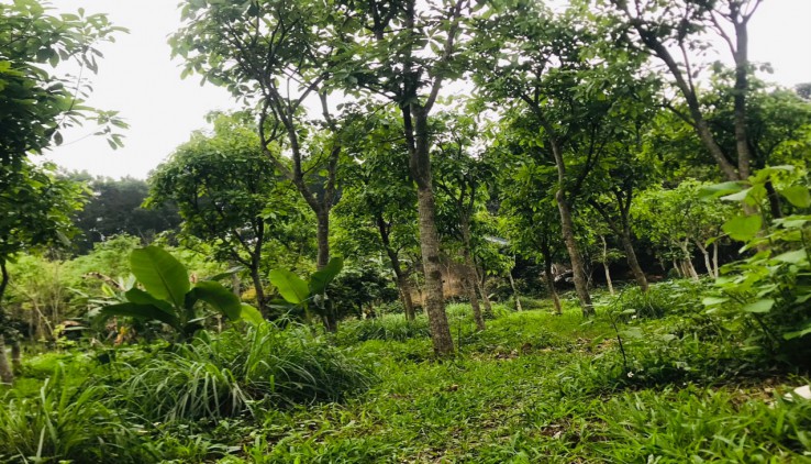 Bán đất Lạc thủy 5630m2 giá rẻ , sẵn vườn cây, nhà ở