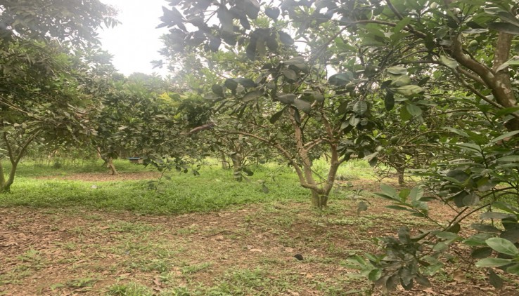 Bán đất 8700m2 tại Trường Sơn- Lương Sơn, có suối, nhà, vườn cây ăn quả