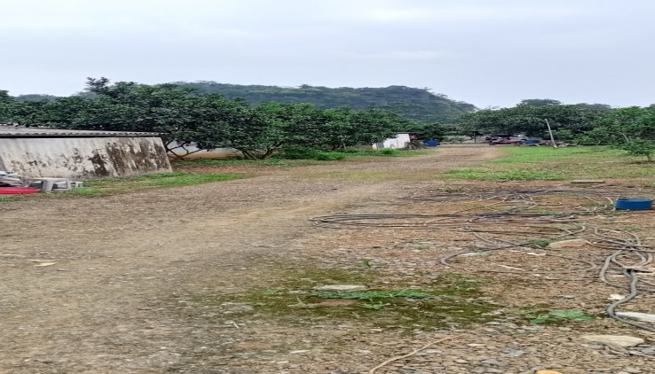 2.4ha đấtctrang trại tại Hợp Thanh - Thanh Lương - Hoà Bình