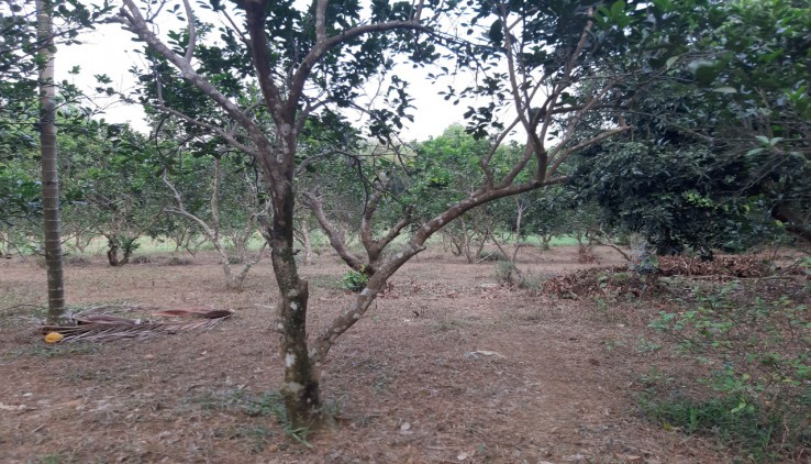 Bán ngay 4100 đất Lương Sơn,có nhà, có vườn cây ăn quả, ranh giới rõ ràng