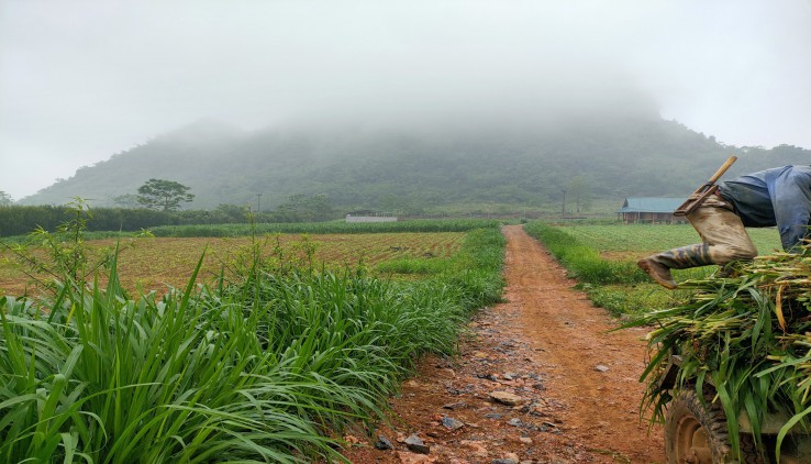 Bán đất trang trại tại Kim Bôi, 15ha, bán đất tặng bò