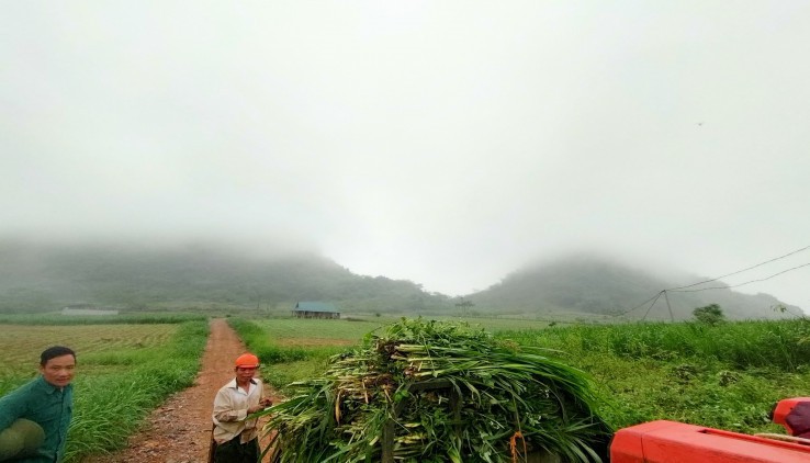 Bán đất trang trại tại Kim Bôi, 15ha, bán đất tặng bò