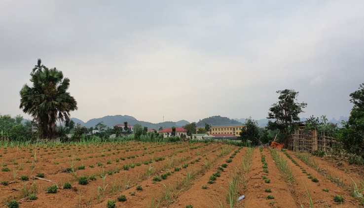 Chỉ 120nghìn/m2 sở hữu ngay hơn 6000m đất tại Tân Lạc, Hoà Bình