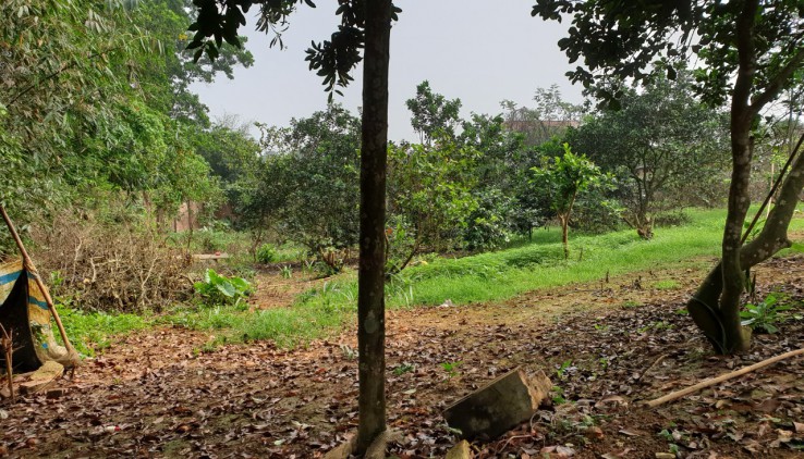 Cần huy động vốn để kinh doanh lan nên e bán gấp lô đất ở Hòa Sơn, 3700m, 400m thổ cư: