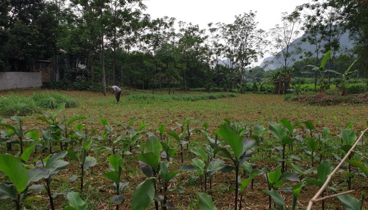 Diện tích 2540m có 400m thổ cư đất vuông vắn view cánh đồng.