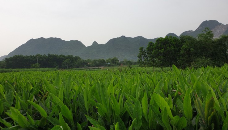 Diện tích 2540m có 400m thổ cư đất vuông vắn view cánh đồng.