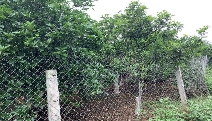 Chỉ 400k/m2 có ngay vườn cam siêu vip tại Cao Phong Hòa Bình