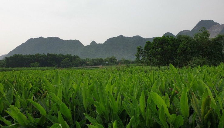 Bán đất nghỉ dưỡng 2540m có 400m thổ cư. Đất 2 mặt tiền View cánh đồng cực đẹp Tại Lương Sơn