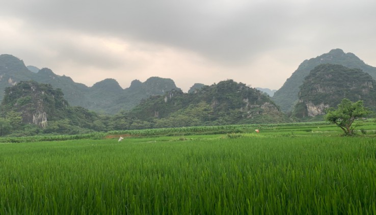 Bán 1ha thổ cư đất vườn tại Hợp Thanh Lương Sơn view quá đỉnh bám đường oto tải tránh giá quá rẻ