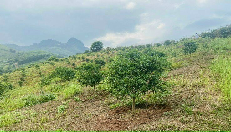 Cần bán 1ha đất rừng sản xuất tại Bắc Phong - Cao Phong - Hoà Bình GIÁ 500 triệu