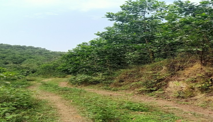 Chính chủ gửi bán lô đất gần 13ha tại Trường Sơn cũ, xã Cao Sơn, Lương Sơn, Hoà Bình.
