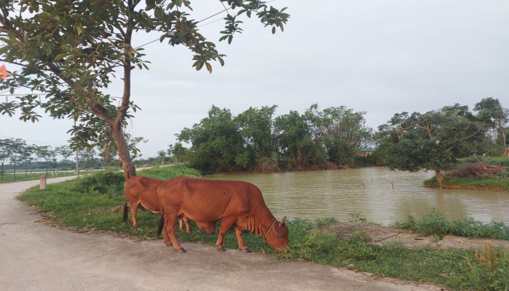 mỹ_hn Chính chủ gửi bán lô đất 3600m/100m đất ở tại xã nam phương tiến_chương