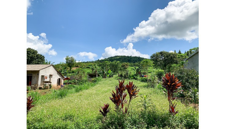 BÁN ĐẤT CAO PHONG 2800M GIÁ HƠN 1TY XÍU THẾ ĐẤT THOẢI CAO THOÁNG