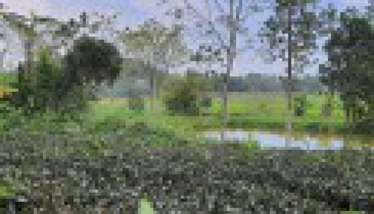 Bán đất nghỉ dưỡng 1893m view cánh đồng tại Yên Bài