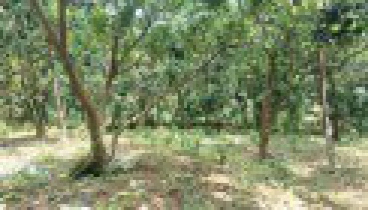 BÁN ĐẤT HÒA LẠC 2516M - BÁN ĐẤT YÊN BÌNH THẠCH THẤT 2516M.