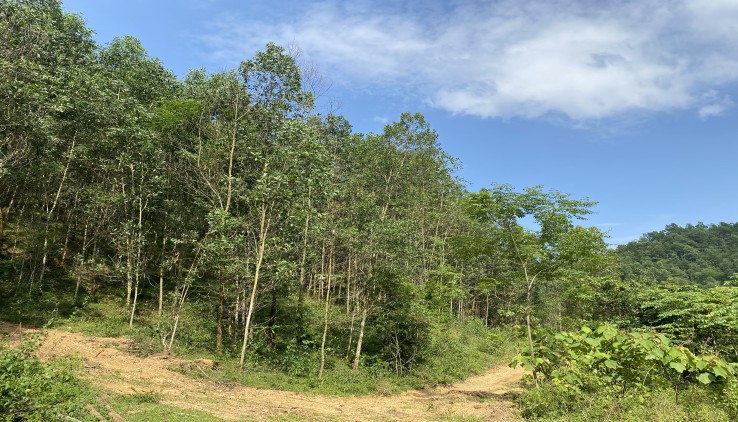 Bán đất rừng sản xuất tại Kỳ Sơn, Bán đất kỳ Sơn, Bán 3,5 ha rsx tại Kỳ Sơn
