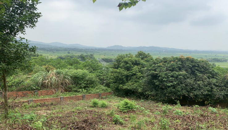 BÁN ĐẤT YÊN BÀI BA VÌ 2106m sát MÍT HILLTOP VIEW CAO THOÁNG GIÁ 2,x nhỏ tr/m