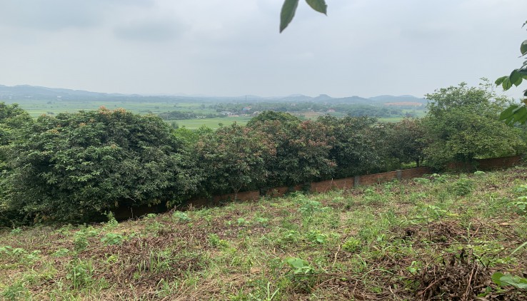 BÁN ĐẤT YÊN BÀI BA VÌ 2106m sát MÍT HILLTOP VIEW CAO THOÁNG GIÁ 2,x nhỏ tr/m