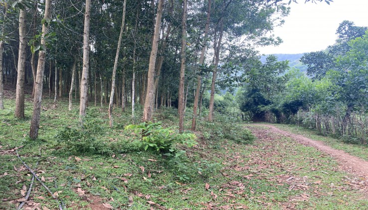 Bán đất rừng sản xuất tại Kỳ Sơn, Bán đất kỳ Sơn, Bán 3,5 ha rsx tại Kỳ Sơn
