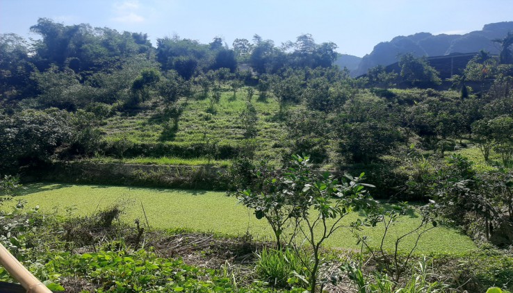 Bán đất lương sơn làm nghỉ dưỡng tránh dịch cực an toàn.cách hà nôi chỉ 40km