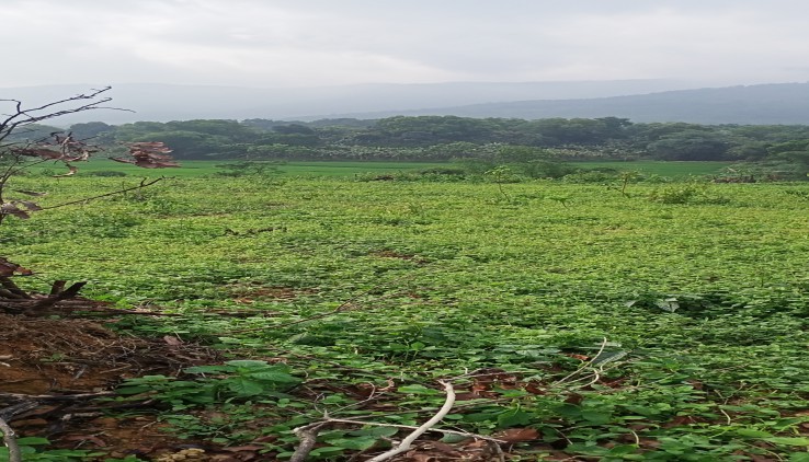 Bán Đất Xã Cư Yên , Lương Sơn , Hòa Bình.  Dt  12.000m2