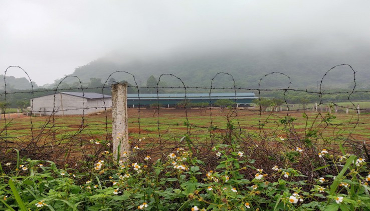 Chính chủ bán 15 ha trang trại bò và cây ăn quả tại Kim Bôi, Hòa Bình
