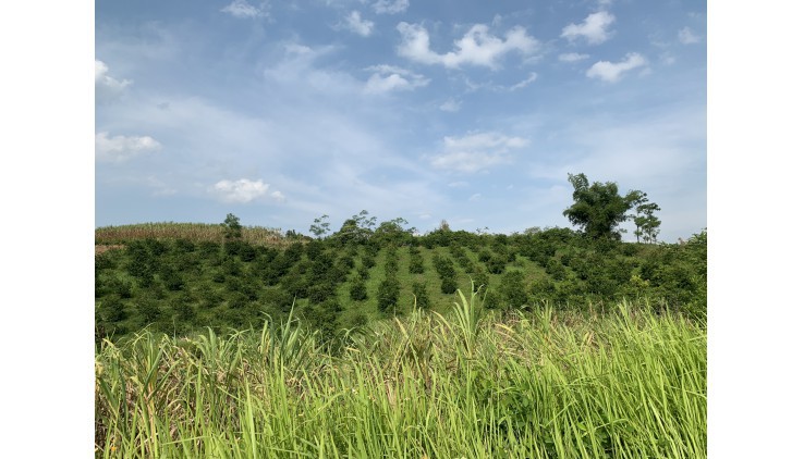 Bỏ phố về Hòa Bình 6000m2 thổ cư đã trồng full Cam tại Cao Phong (Bảo Lộc thứ 2 của miền Bắc)