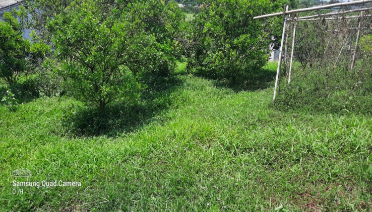 Bán đất nghỉ dưỡng giá rẻ tại Cao Phong, trồng full cam trong vườn