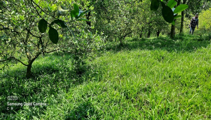 Bán đất nghỉ dưỡng giá rẻ tại Cao Phong, trồng full cam trong vườn