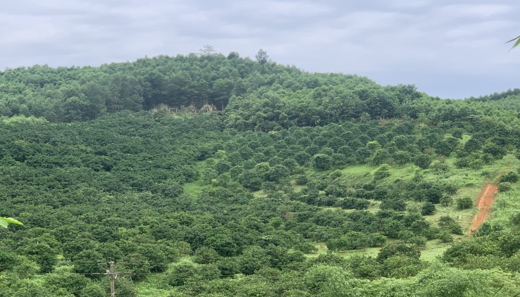 Bán Gấp Lô Đất Thổ CưTại Kim Bôi -Hoà Binh View Cao Thoáng Tầm Nhìn Roonhj Giá Rẻ
