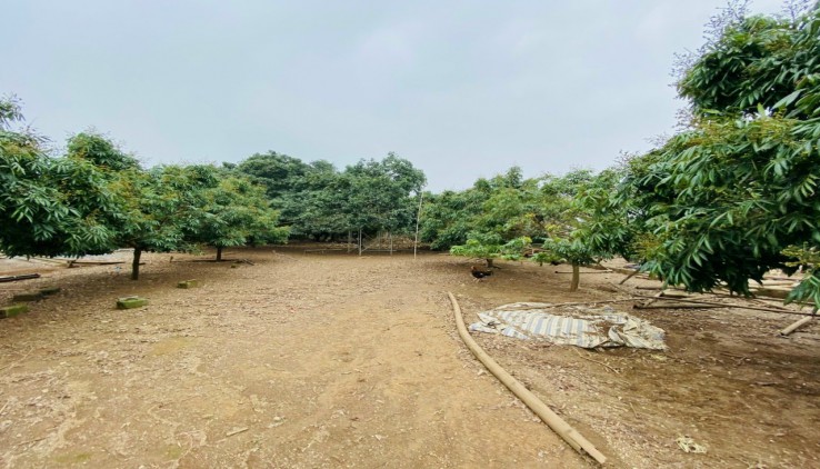 Bán đất trang trại 11600 có 400m thổ cư tại Phú Thành, Lạc Thủy