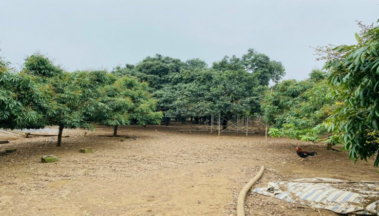 Bán đất trang trại 11600 có 400m thổ cư tại Phú Thành, Lạc Thủy