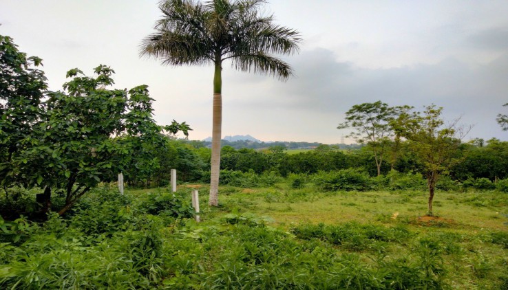 Duy nhất còn lô đất nhỏ xinh view cánh đồng tại Cu Yên Lương Sơn Hoà Bình.