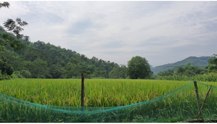 BÁN ĐẤT LƯONG SƠN 5HA(50000M) BÁM SUỐI, CÓ MẠCH NƯỚC NGẦM GIÁ 12TY