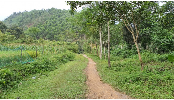 BÁN ĐẤT LƯONG SƠN 5HA(50000M) BÁM SUỐI, CÓ MẠCH NƯỚC NGẦM GIÁ 12TY