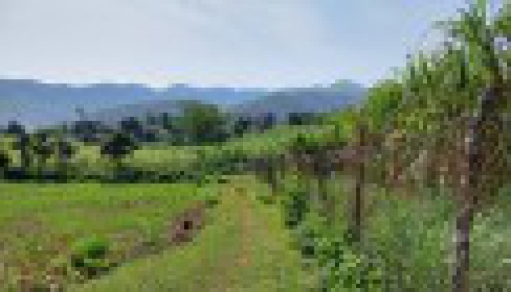 Bán đất tại Cao Phong Hòa Bình diện tích 1194m FULL ont diện tích thực tế 2000m thế đất bằng phẳng view cánh đồng thoáng mát trong đất có sẵn nhà