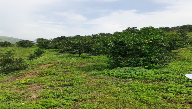 BÁN ĐẤT CAO PHONG 6HA(60000M) GIÁ CHƯA ĐẾN 2TỶ