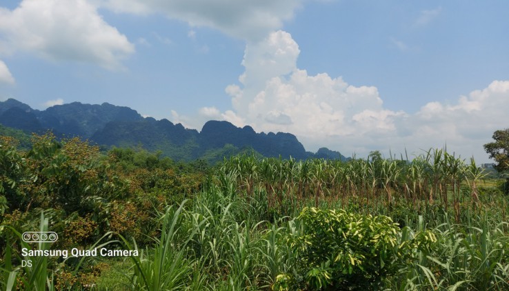 Bán đất tân lạc diện tích 1,5ha có 400ont thế đất thoải view cánh đồng thoáng mát và núi đá trùng điệp