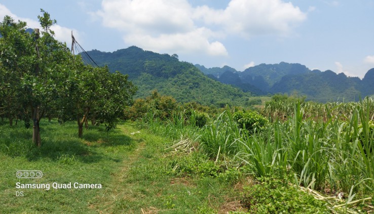 Bán đất tân lạc diện tích 1,5ha có 400ont thế đất thoải view cánh đồng thoáng mát và núi đá trùng điệp