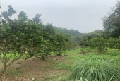 Bán đất Lương Sơn có sẵn vườn cây ăn quả ,nhà cấp 4 phù hợp nghỉ dưỡng